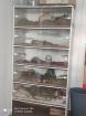 2 Degus zu verkaufen mit und ohne Käfig